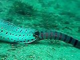 Ce serpent de mer a eu les yeux plus gros que le ventre