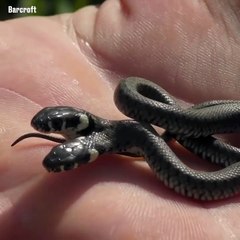 Serpent à 2 têtes... Absolument incroyable
