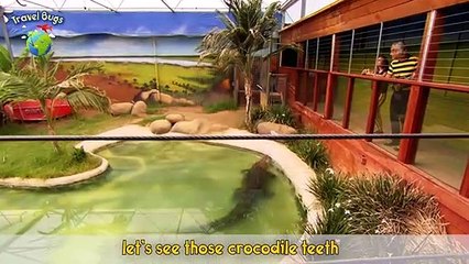 Mr Crocodile (Why do you never Smile_) Travel Bugs Music 2020