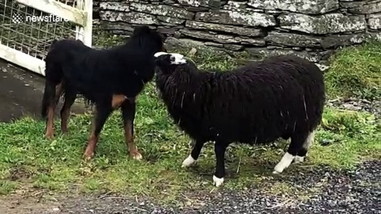 Role reversal! Hilarious moment sheep bullies farm dog in Wales