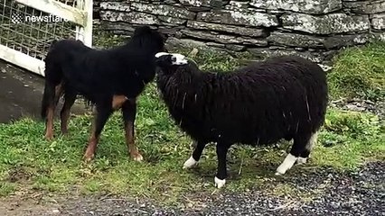 Role reversal! Hilarious moment sheep bullies farm dog in Wales
