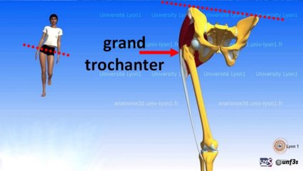 Les fessiers stabilisateurs de la jambe pour le Taijiquan