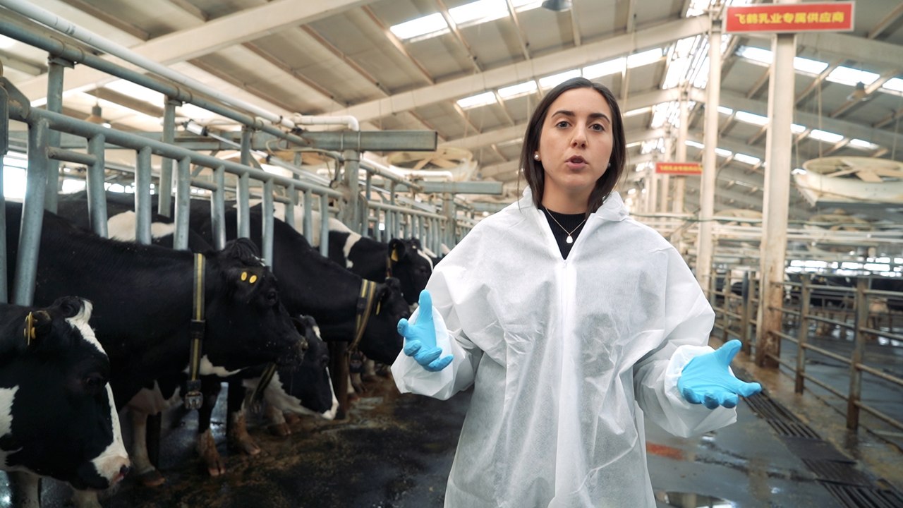 How Feihe survived the 2008 tainted milk scandal and became China's largest baby formula company