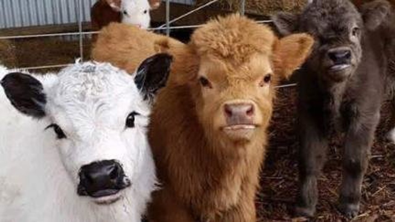 Sapi Mini Beneran Ada - Video Dailymotion