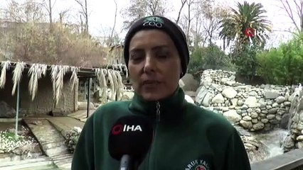 Hayvanat bahçesinde penguenlere çipli takip