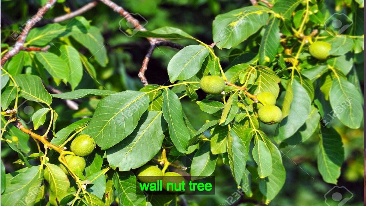 Indoor tree which Keep the House Pollution-Free and produce oxygen