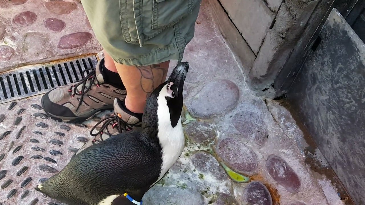 Penguin chewing on my husbands shorts!