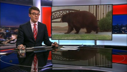 A wild bear goes wandering through the Californian suburbs