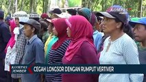 Cegah Longsor Dengan Rumput Vertiver