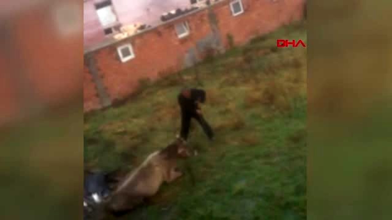 Vicdanları sızlatan görüntü! "Geber" diye bağırdı ardından hayvana defalarca vurdu