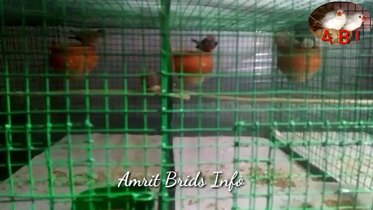 Zebra finish brids ki progress