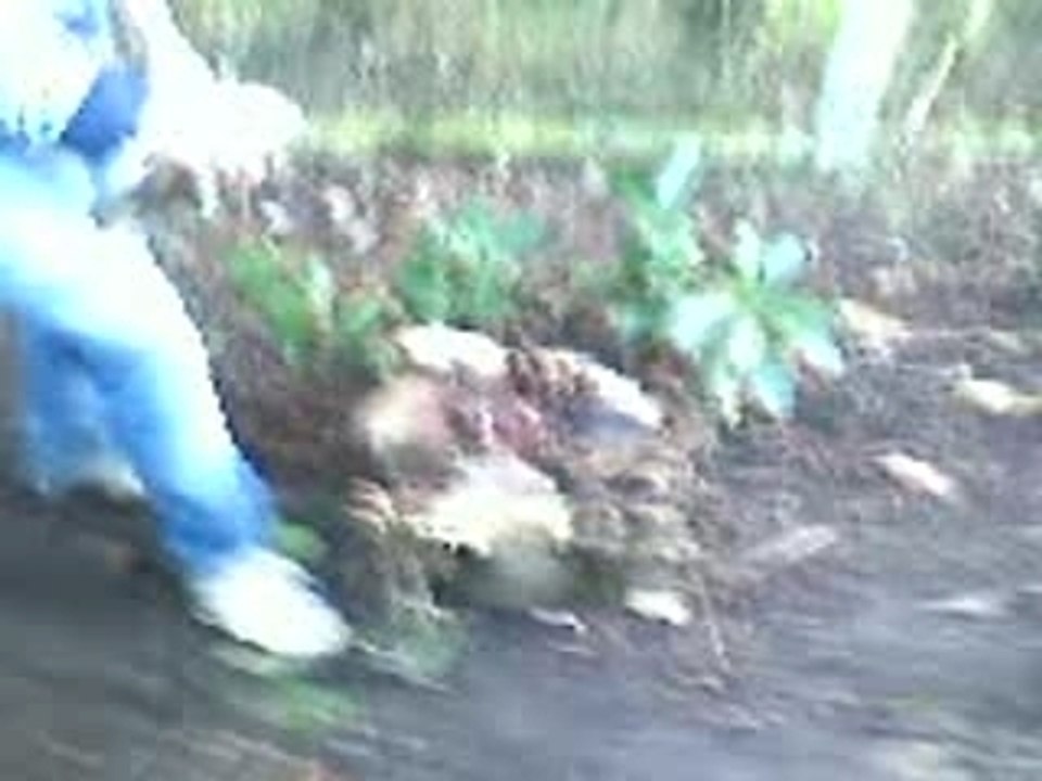 feu dans l'arbre