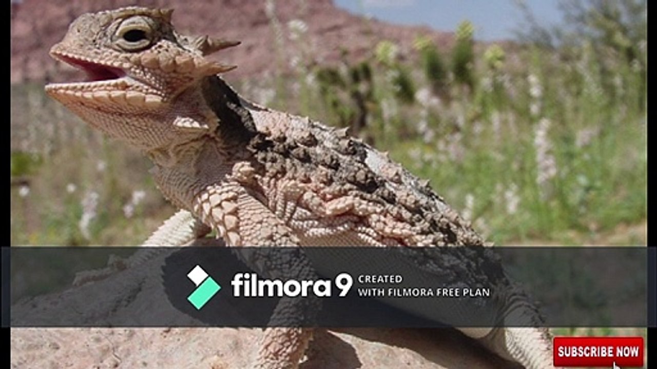 5 Most UNIQUE Lizards | unique lizards | pets & animals point: