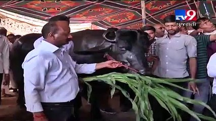 This super bull is worth Rs. 20 crore, Banaskantha - Tv9GujaratiNews