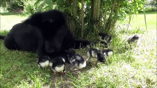 Baby Charon gets to know his first chicks