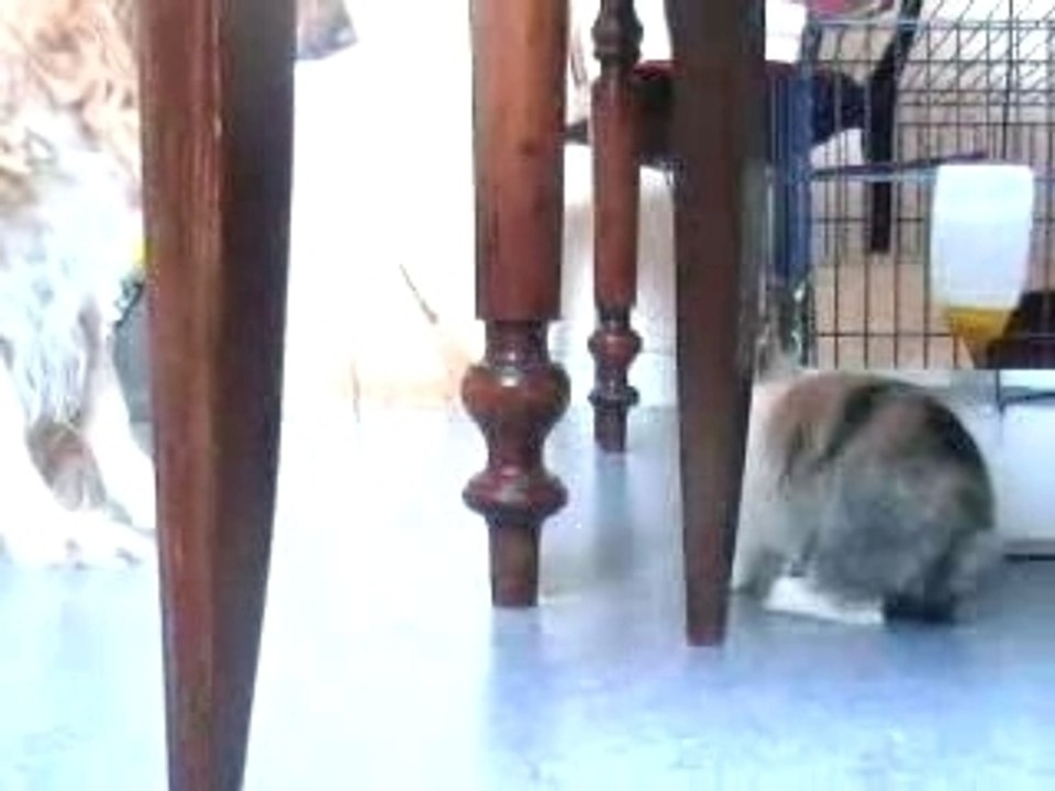 Lapin nain