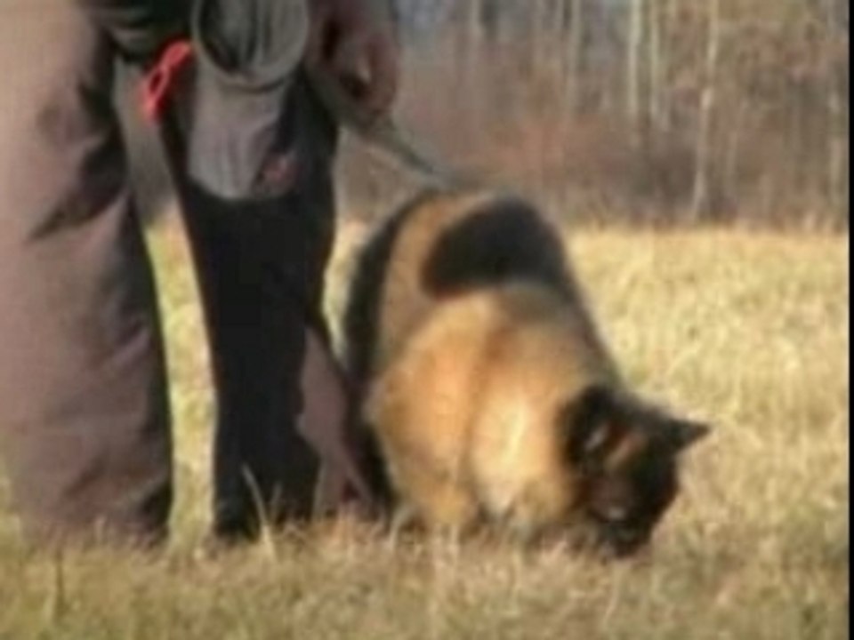 Bebe-Fährte-07.02.2008