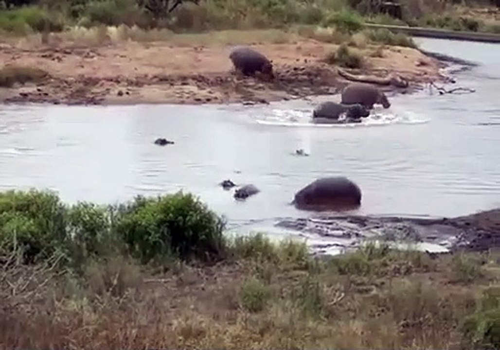 One moose against two crocodiles