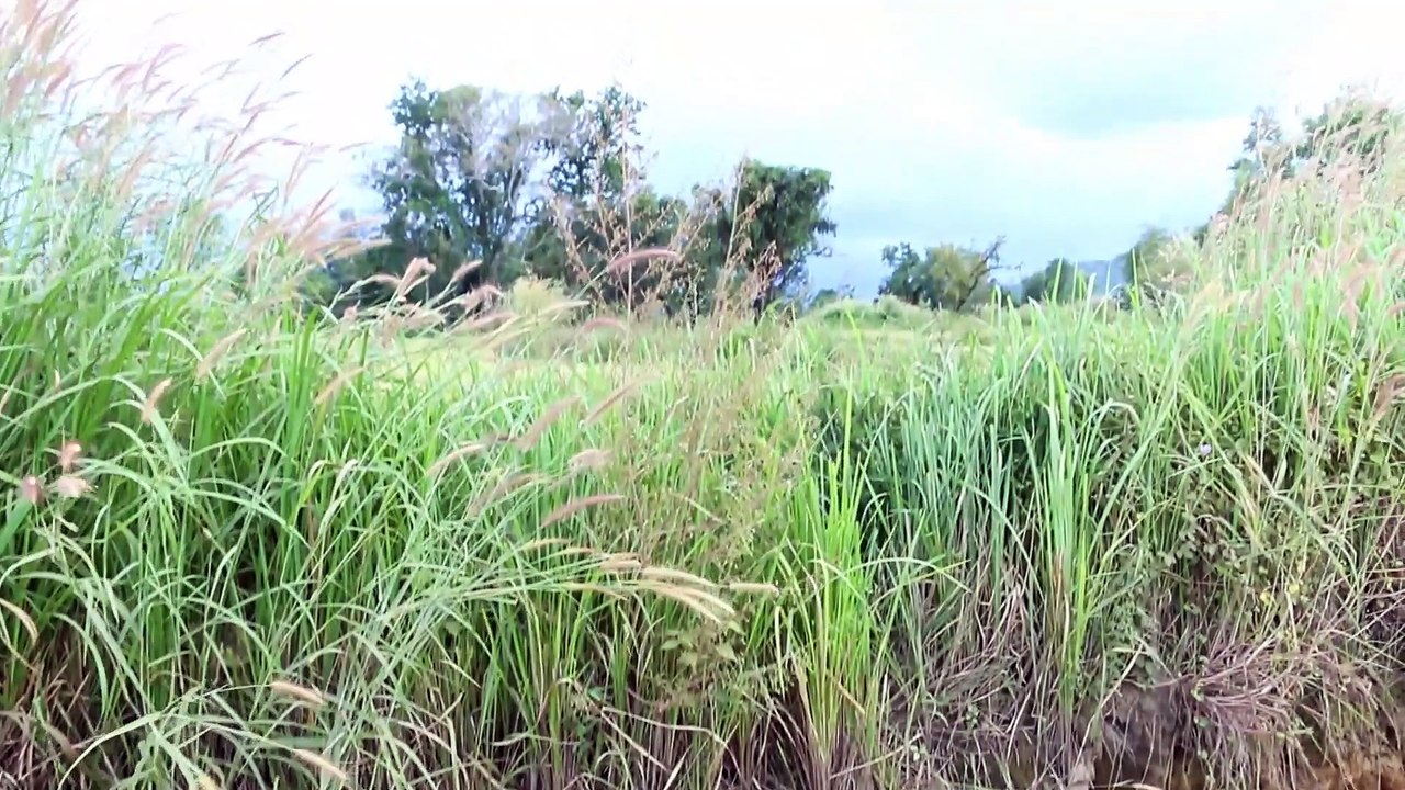 Amazing Fishing Technoque in Cambodia Traditional Fishing (part 013)