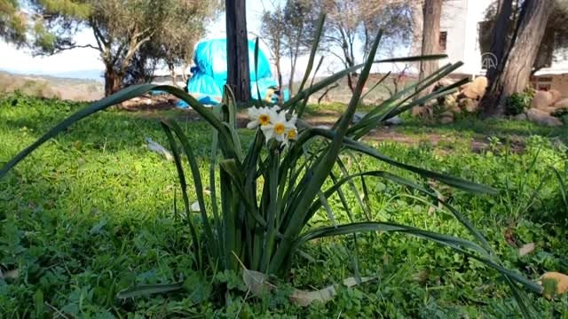 İlkbaharın habercisi nergis çiçekleri gelir kapısı oluyor