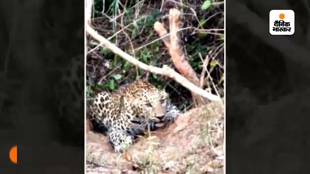 जंगल से भटककर गांव में घुसा तेंदुआ; ग्रामीणों ने खदेड़ा तो फेंसिंग में फंसा पैर, दो दिन चले रेस्क्यू के बाद पकड़ा