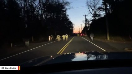 Watch: Cows Moooved After Impeding Traffic In Connecticut