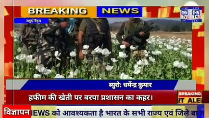 THN TV24 22 जमुई बिहार हफीम की खेती पर बरपा प्रशासन का कहर।