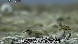 2008年9月29日　おかあさんといっしょ　せいたかしぎのひacな　Okaasan to Issho With Mother Hawksbill chicks