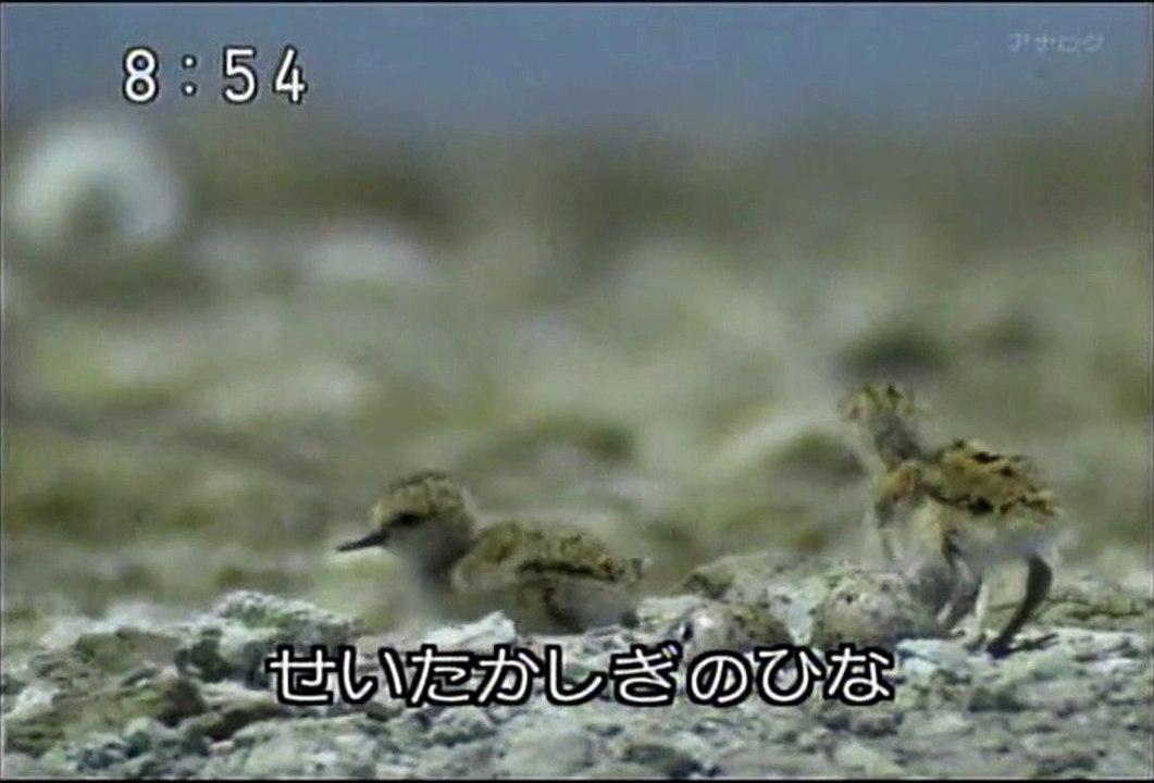 2008年9月29日　おかあさんといっしょ　せいたかしぎのひacな　Okaasan to Issho With Mother Hawksbill chicks
