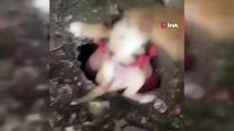 Yavru köpekler itfaiyenin yardımıyla kurtarıldı