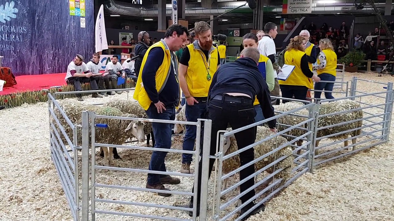 Salon de l'agriculture : les ovinpiades des jeunes bergers