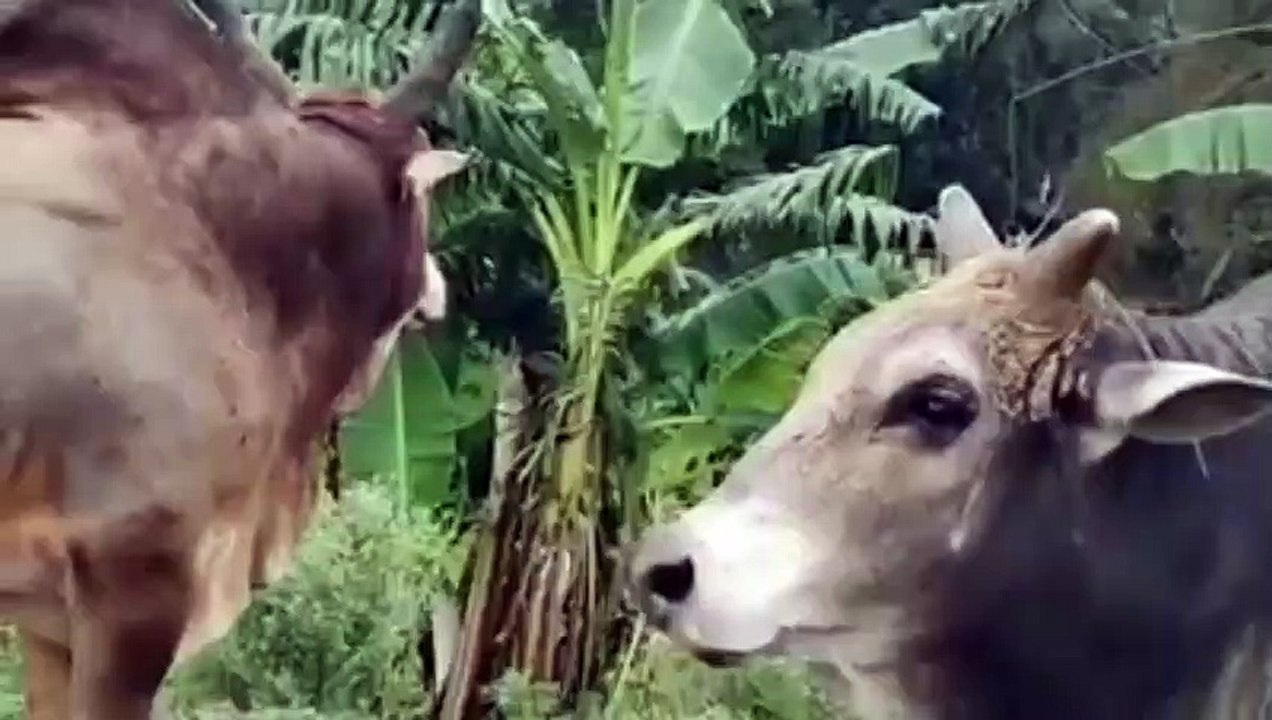 bangladeshi bull fight........extreme fight