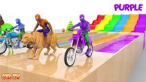 Learn Colors with Spiderman Rides Street Vehicles and Animals Crossover Water Slide for Kids