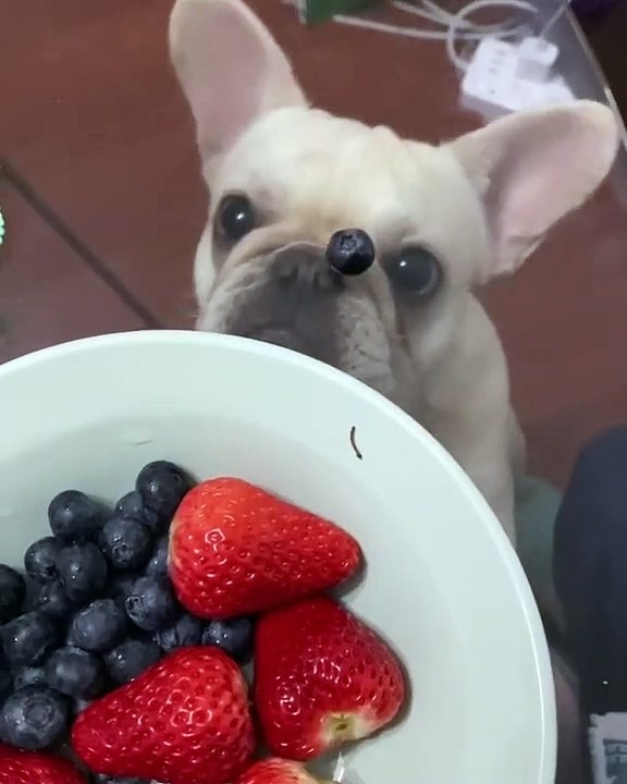 Pup is Perplexed by Floating Fruit