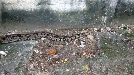 Jiboia dando um rolê no carnaval de Vila Velha