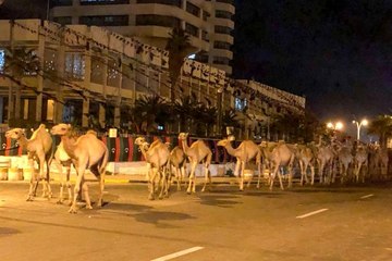 Libya'da bombardıman riskine karşı binlerce deve tahliye edildi