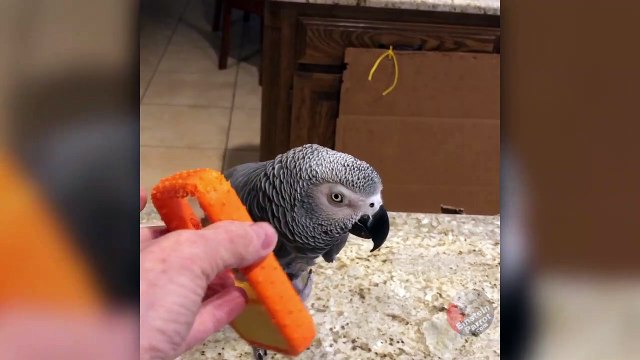 Einstein parrot is annoyed by telemarketers