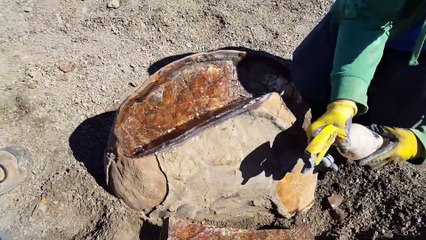 Il ouvre en 2 un fossil d'Ammonite géant