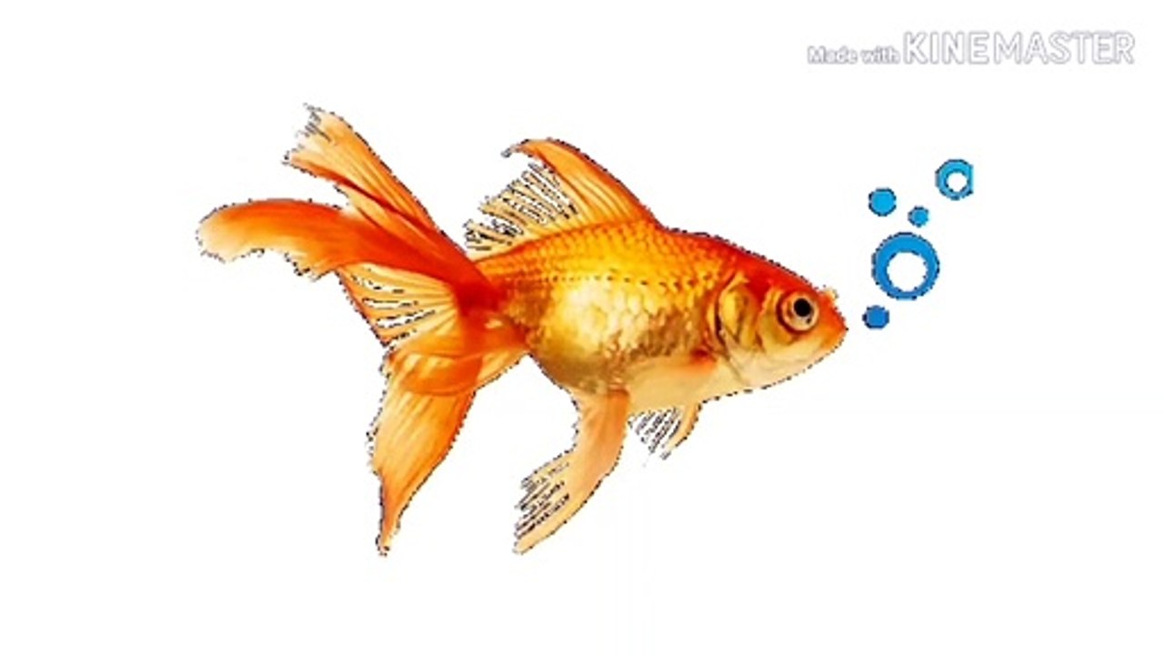 Learn Alphabets With Animals (2)