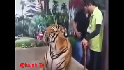 los mejores vídeos virales de la historia