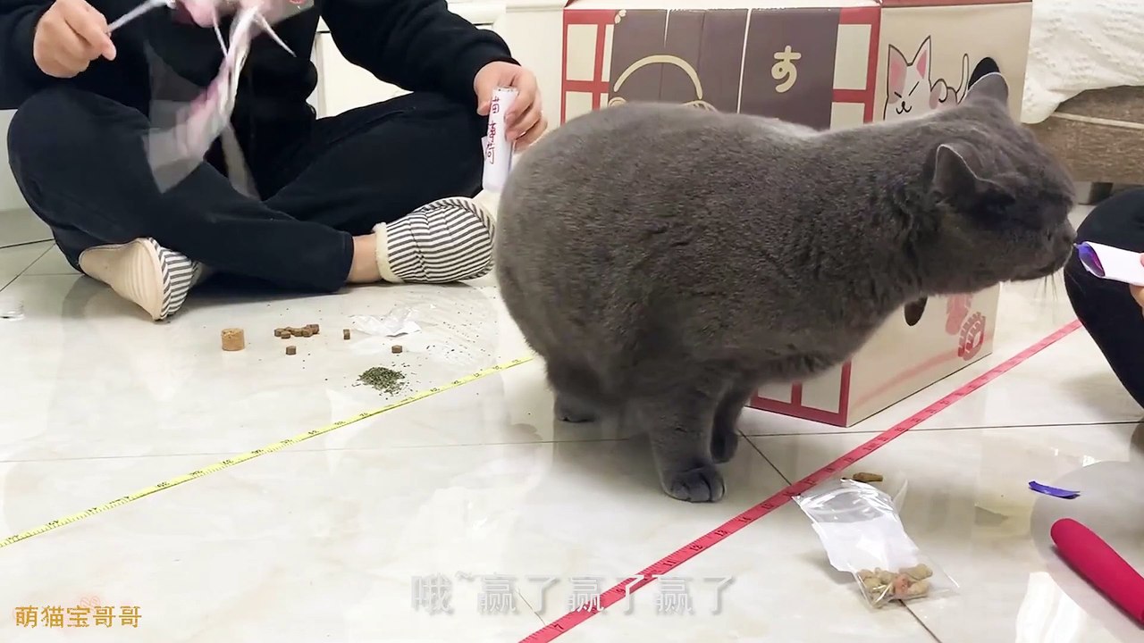 Funny Cat Cute and Funny Cat Videos Compilation #32