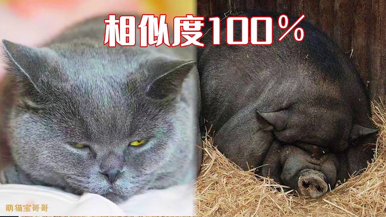 Funny Cat Cute and Funny Cat Videos Compilation #35