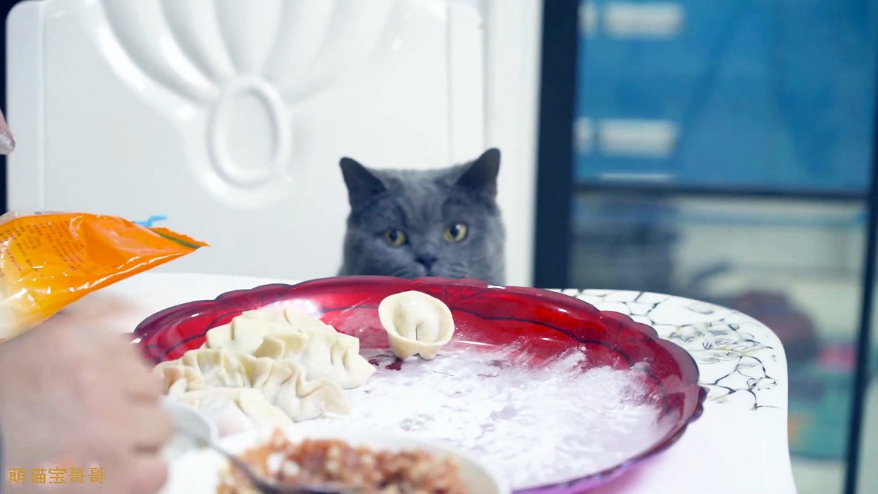 Funny Cat Cute and Funny Cat Videos Compilation #36
