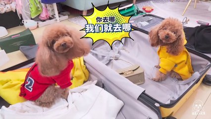 Funny Dogs Cute and Funny Dog Videos Compilation #34