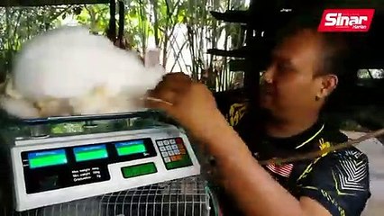 Hobi ternak arnab jadi 'pitis'