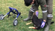 Trafik kazasında engelli kalan köpek yürüteç ile yeniden hayata tutundu
