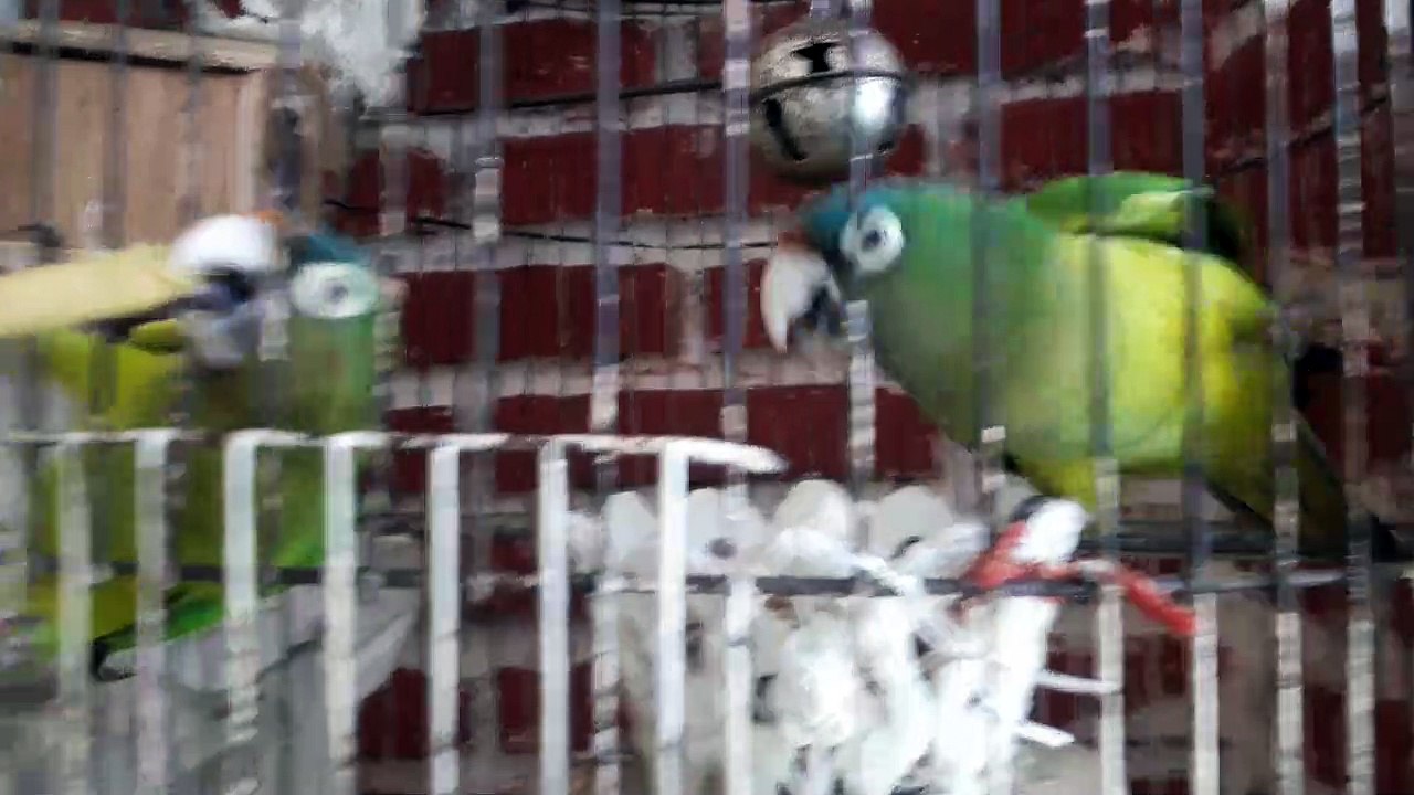 Pericos frente naranja comiendo Takis Guacamole