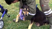 Engelli Kalan Köpek Yürüteç ile Yeniden Hayata Tutundu