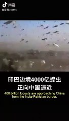 çekirgeye karşı ördek ordusu