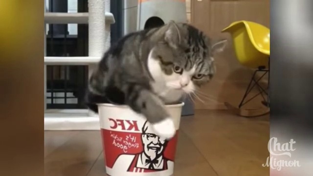 Chat Mignon ✪ Chat Drôle ✪ Vidéo De Chat À Mourir De Rire✪ Chat et chien